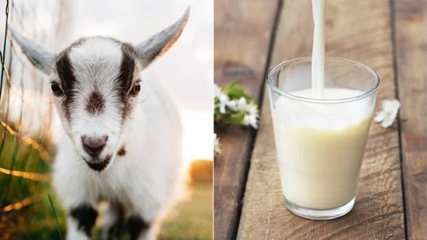 Hướng dẫn cách pha sữa dê nga nanny vitacare