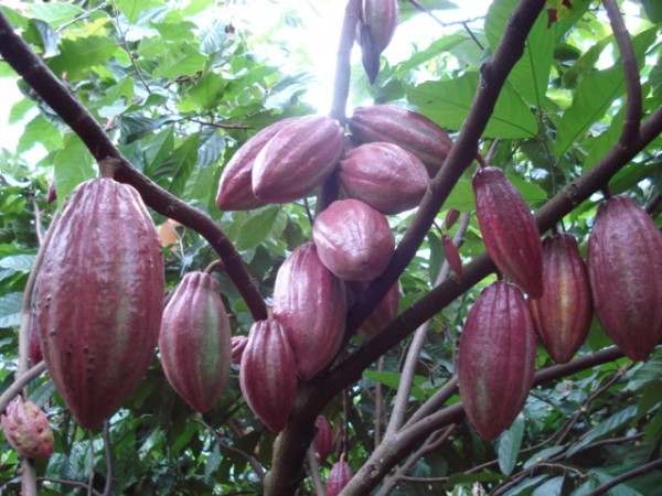 Quả cacao đang chờ thu hoạch