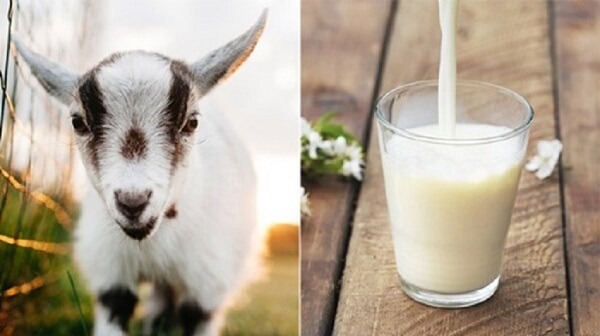 Giá trị dinh dưỡng vượt trội của sữa dê goatamil