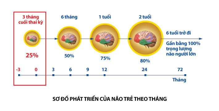 Sơ đồ phát triển não của trẻ