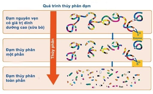 Hình ảnh của protein thủy phân hoàn toàn